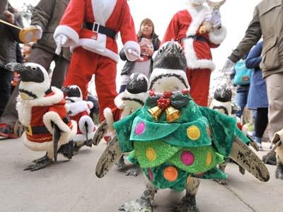 Sambut Natal, Korea Selatan Hadirkan Parade Pinguin Berkostum Santa!